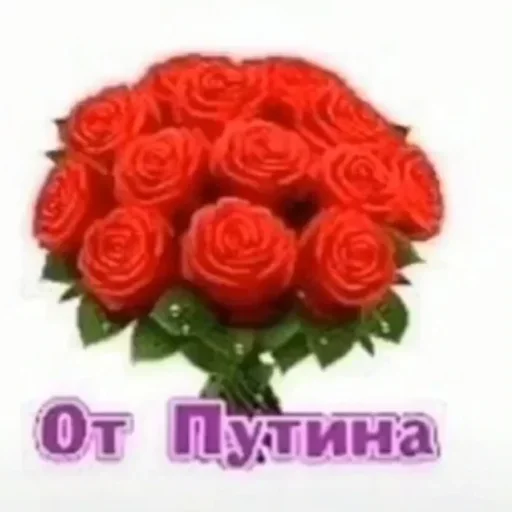 flower plant garden roses