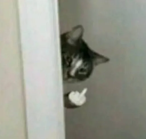 кошки малого и среднего размера комнатный животное