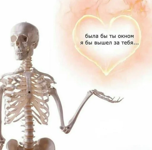 череп кость скелет