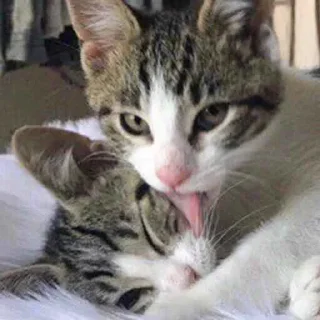 Стикер sex - 2