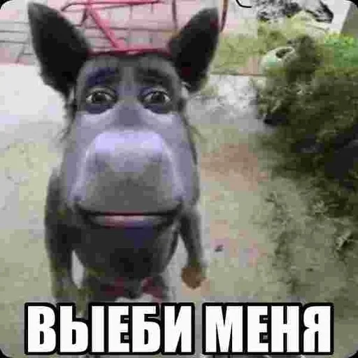 Мамут Рахал - 