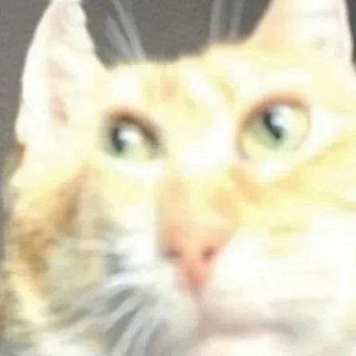 млекопитающее животное кошка