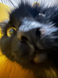 Стикер чочочо @sozdat_stikery_bot - 3