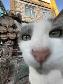 Стикер чочочо @sozdat_stikery_bot - 11