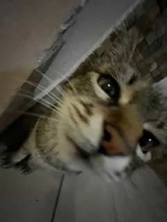 Стикер чочочо @sozdat_stikery_bot - 6