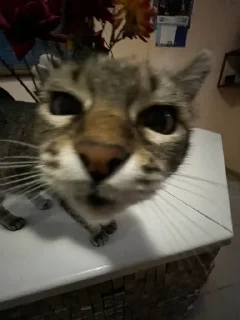 Стикер чочочо @sozdat_stikery_bot - 9