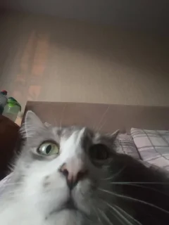 Стикер чочочо @sozdat_stikery_bot - 10