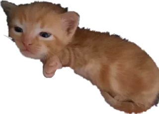 Sticker sfaodx или три шестерки под номером тринадцать - 3