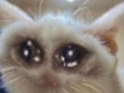 animal mammal domestic cat