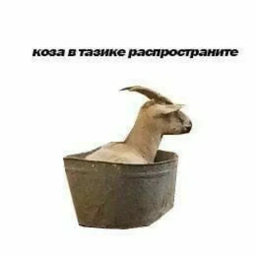 животное коза млекопитающее