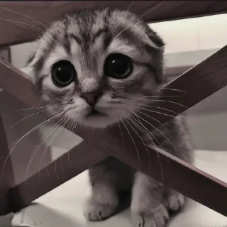 Стикер Больше стиков тут: @stikery4 - 1