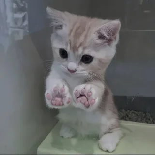 Стикер Больше стиков тут: @stikery4 - 8