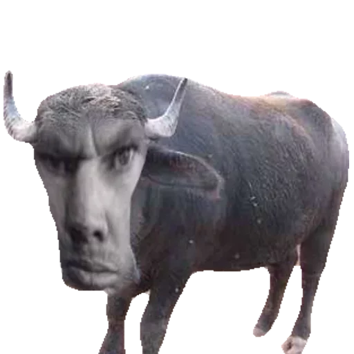 Стикер Глад Валакас by @fStikBot - 7