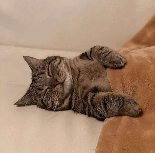 mammal animal small to medium-sized cats