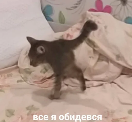 small to medium-sized cats cat indoor