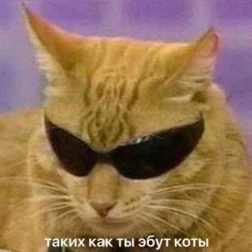 small to medium-sized cats whiskers felidae