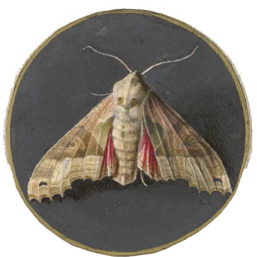 Чешуекрылых бабочка насекомое