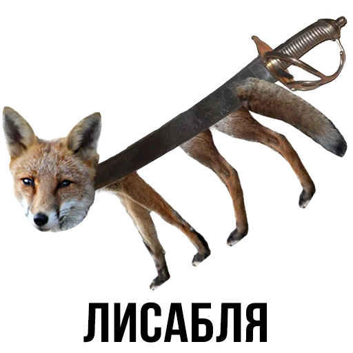 animal fox mammal