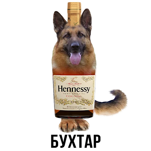 СМС животное домашнее животное