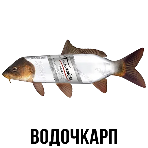 рыба животное СМС