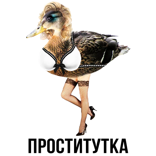 СМС птица водная птица