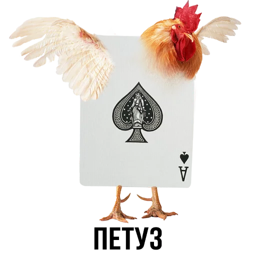 rooster chicken text