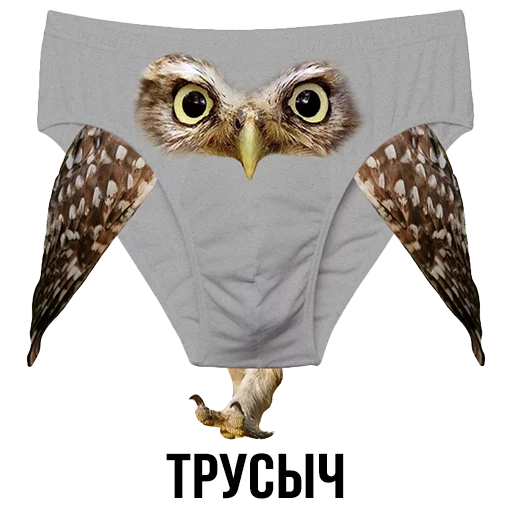 animal bird of prey owl