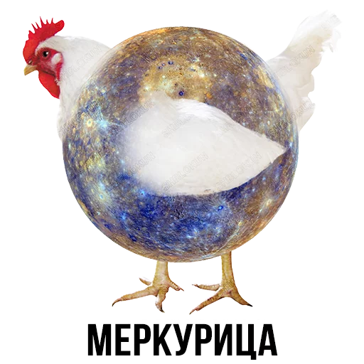 галловая птица животное птицеводство