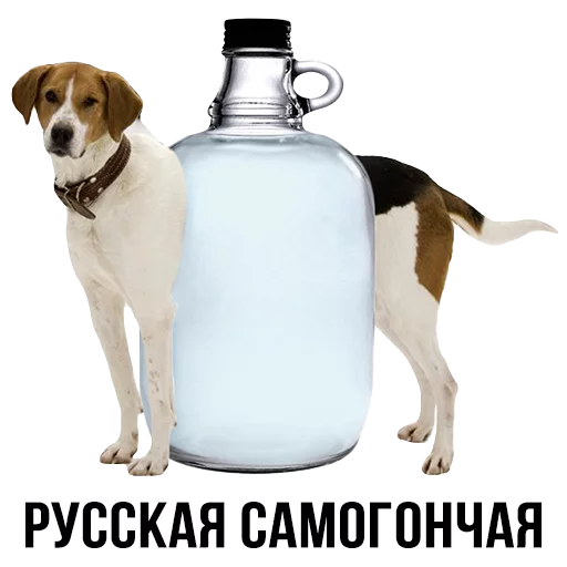 животное бутылка собака