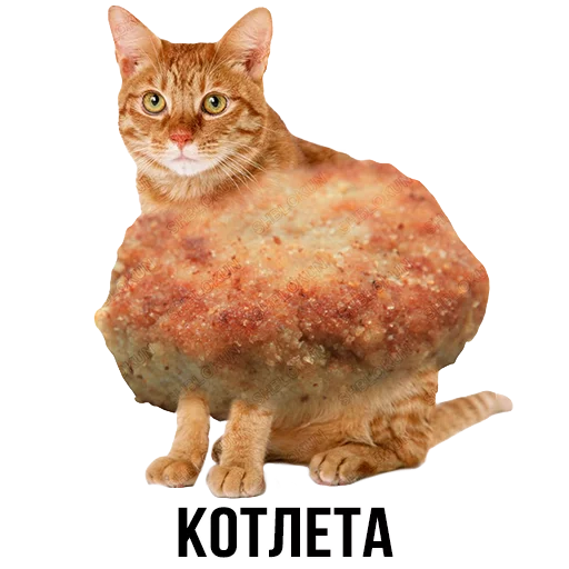 животное кошка кошки малого и среднего размера