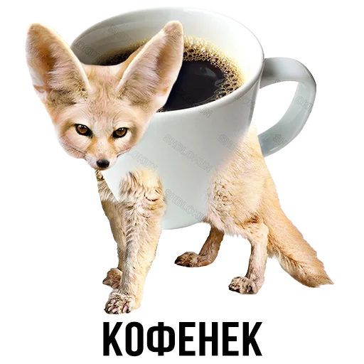 млекопитающее животное лиса