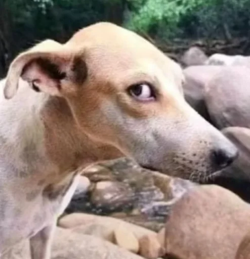 Стикер shchit - 1