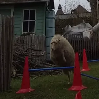 Sticker sheep🐑 - 2