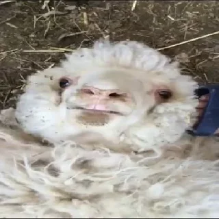 Sticker sheep🐑 - 4