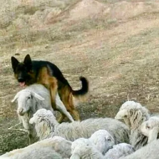 Sticker sheep🐑 - 6