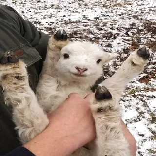 Sticker sheep🐑 - 1