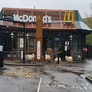 Sticker sheep🐑 - 8