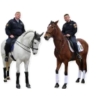 Sticker poliția - 2