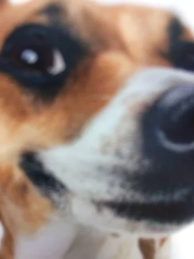 dog breed animal pet