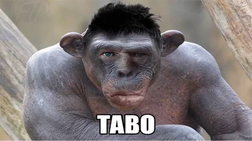 animal mammal primate