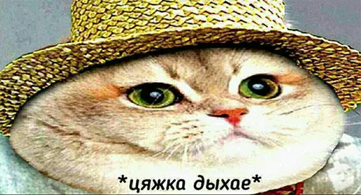 small to medium-sized cats cat whiskers