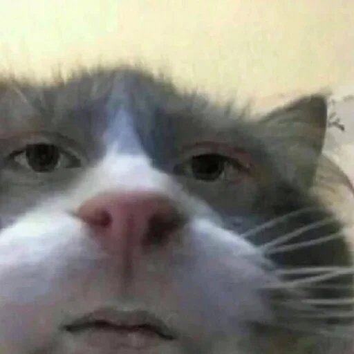 Sticker by shera - 2