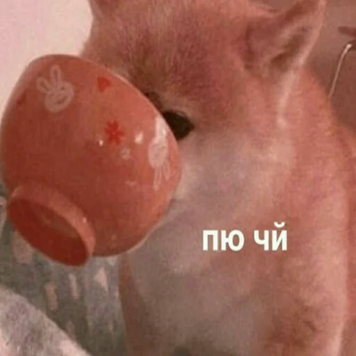 animal mammal indoor