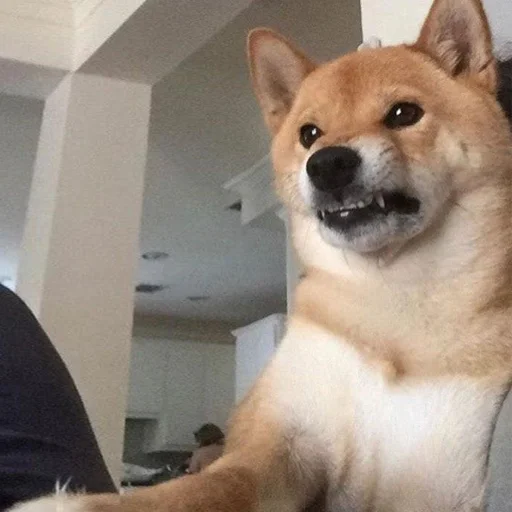 млекопитающее животное домашнее животное