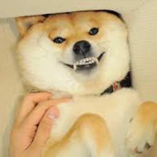 млекопитающее животное собака