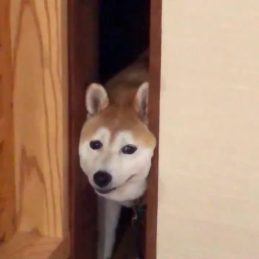 животное собака млекопитающее