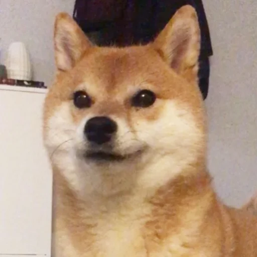 животное млекопитающее домашнее животное