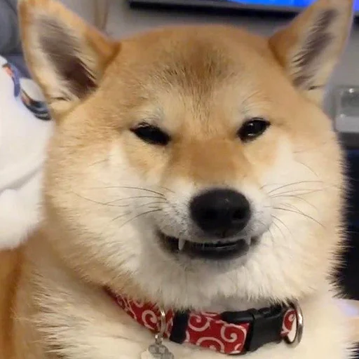 млекопитающее животное домашнее животное