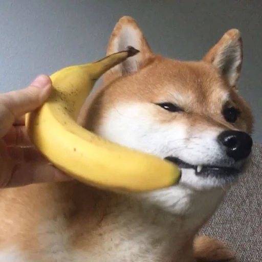 банан собака домашнее животное