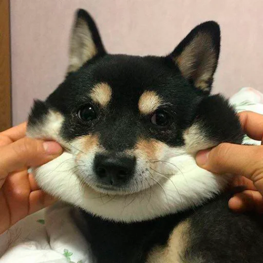 животное млекопитающее домашнее животное